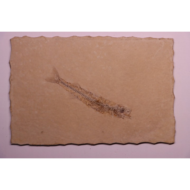 Hemitrichas vardinis - eocene -  région de Ales (30) - France