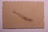 fossile fish : Hemitrichas vardinis - éocéne - Ales area (30) - France