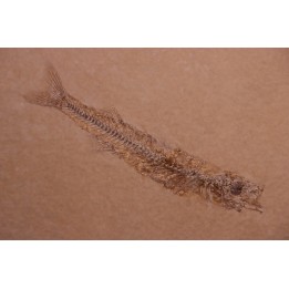 Hemitrichas vardinis - eocene -  région de Ales (30) - France