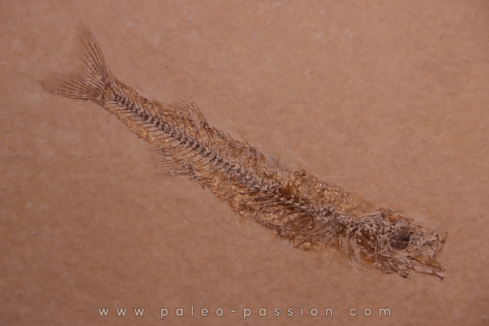 fossile fish : Hemitrichas vardinis - éocéne - Ales area (30) - France