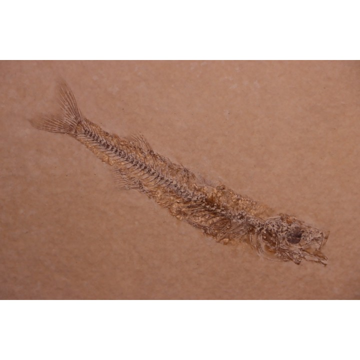 fossile fish :  Hemitrichas vardinis - éocéne - Ales area (30) - France