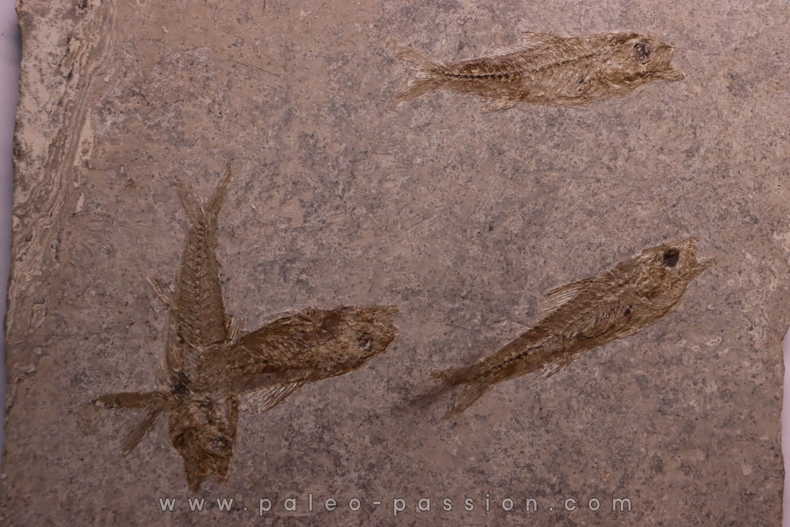 DAPALIS MACRURUS - oligocène de Provence - FRANCE
