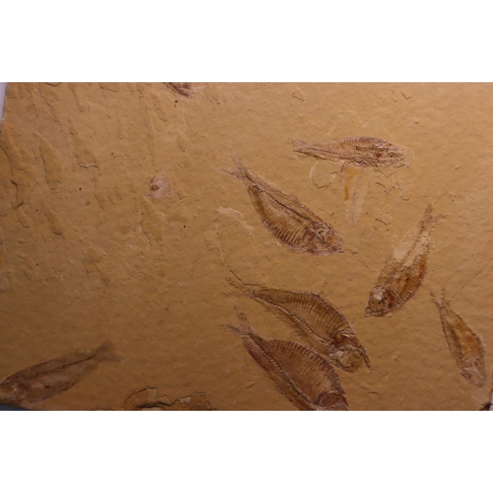 GOSIUTICHTHYS PARVUS - Eocène - green river formation  - Farson, Wyoming - USA