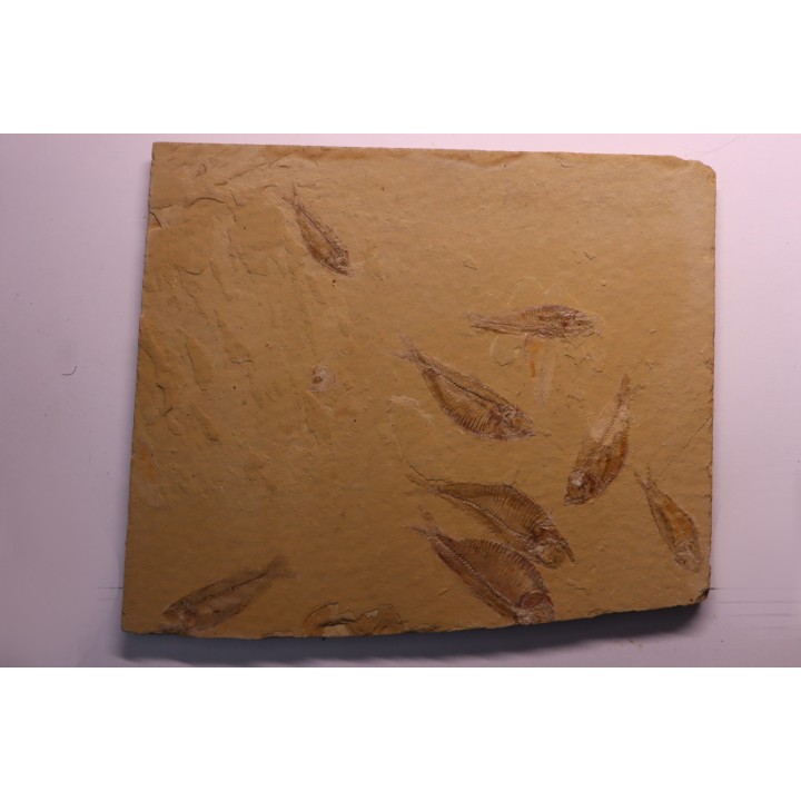 GOSIUTICHTHYS PARVUS - Eocène - green river formation  - Farson, Wyoming - USA