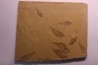 GOSIUTICHTHYS PARVUS - Eocène - green river formation - Farson, Wyoming - USA