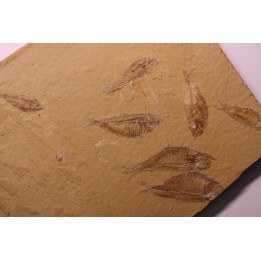 GOSIUTICHTHYS PARVUS - Eocène - green river formation  - Farson, Wyoming - USA