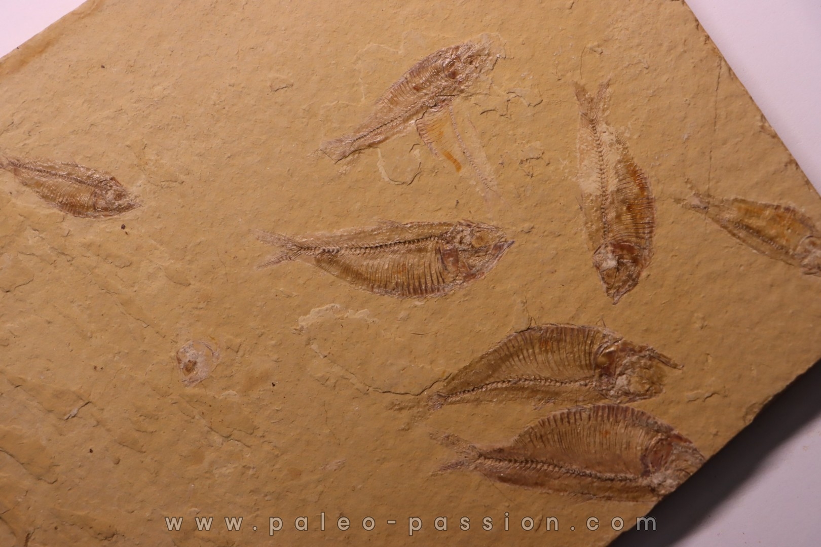 GOSIUTICHTHYS PARVUS - Eocène - green river formation - Farson, Wyoming - USA
