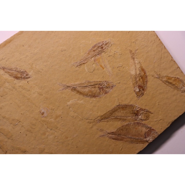 GOSIUTICHTHYS PARVUS - Eocène - green river formation  - Farson, Wyoming - USA