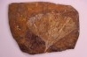 GINKGO ADIANTOIDES - Paleocene - Sentinel Butte Fmt - Morton County, North Dakota - USA