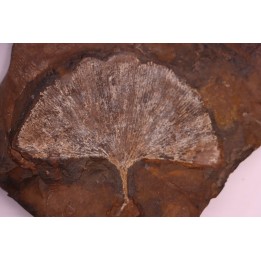 GINKGO ADIANTOIDES - Paleocene - Sentinel Butte Fmt - Morton County, North Dakota - USA