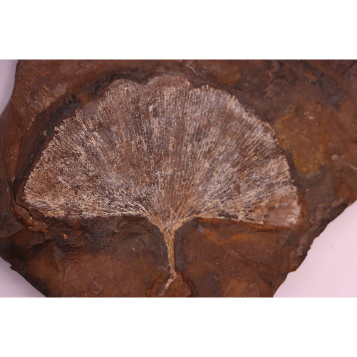 GINKGO ADIANTOIDES - Paleocene - Sentinel Butte Fmt - Morton County, North Dakota - USA