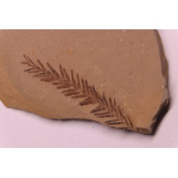 Metasequoia - Eocene - British Colombia - Canada