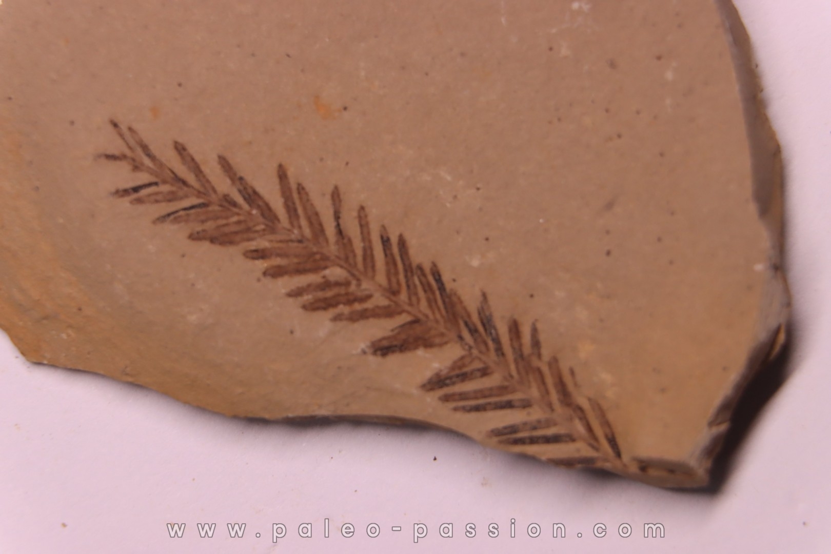 Metasequoia - Eocene - Colombie-Britanique - Canada
