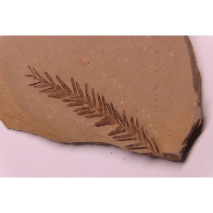 Metasequoia - Eocene - Colombie-Britanique - Canada