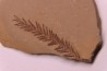 Metasequoia - Eocene - Colombie-Britanique - Canada