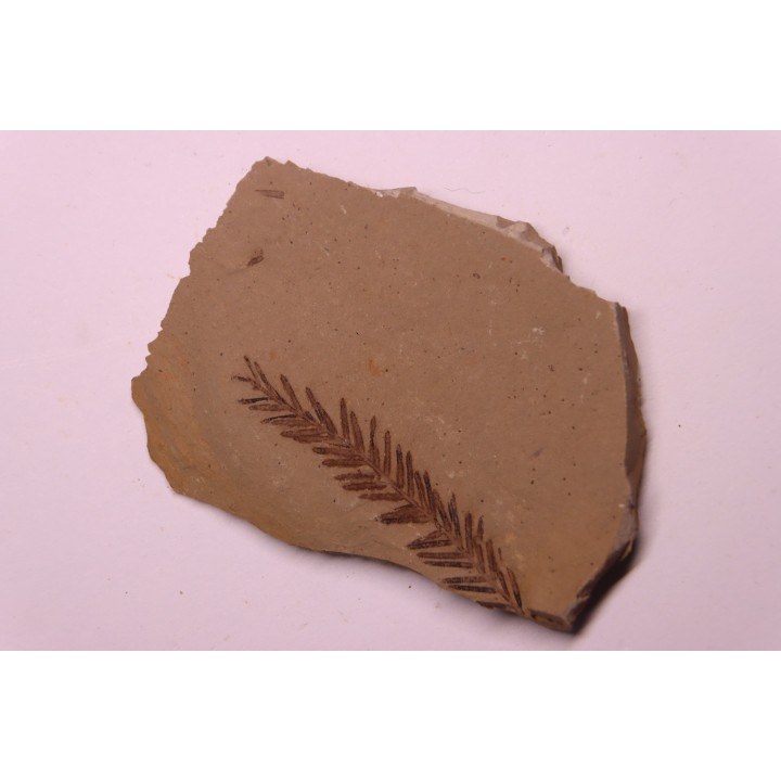 Metasequoia - Eocene - British Colombia - Canada