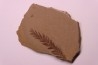 Metasequoia - Eocene - Colombie-Britanique - Canada