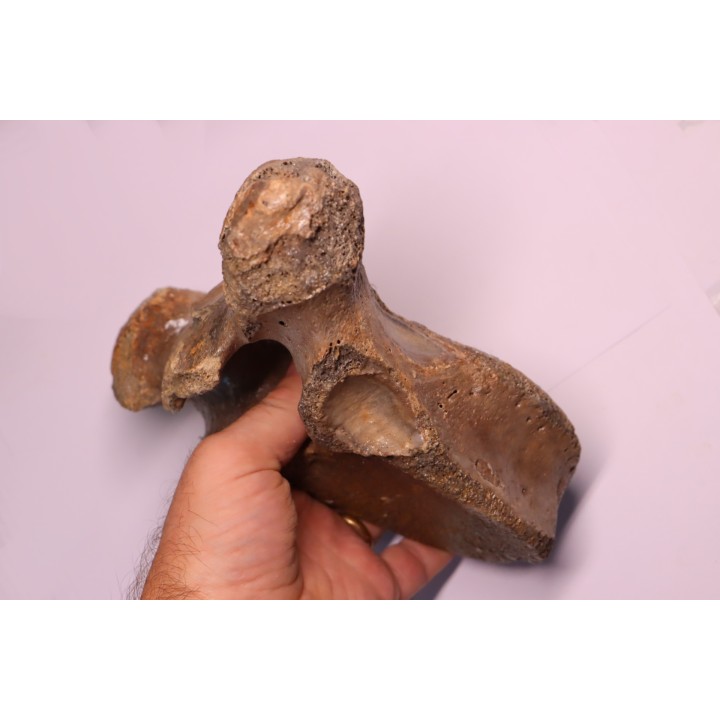 MAMMOTH VERTEBRA:  mammuthus primigenius