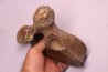 MAMMOTH VERTEBRA: mammuthus primigenius