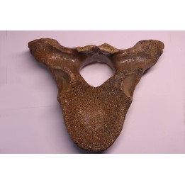 VERTEBRE DE MAMMOUTH:  mammuthus primigenius - Pléistocène supérieur // Mer du Nord - Hollande