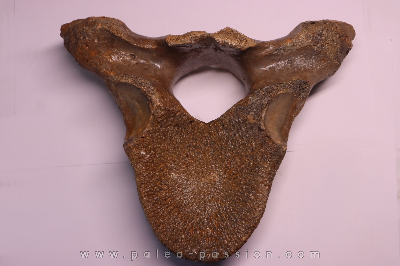 MAMMOTH VERTEBRA: mammuthus primigenius