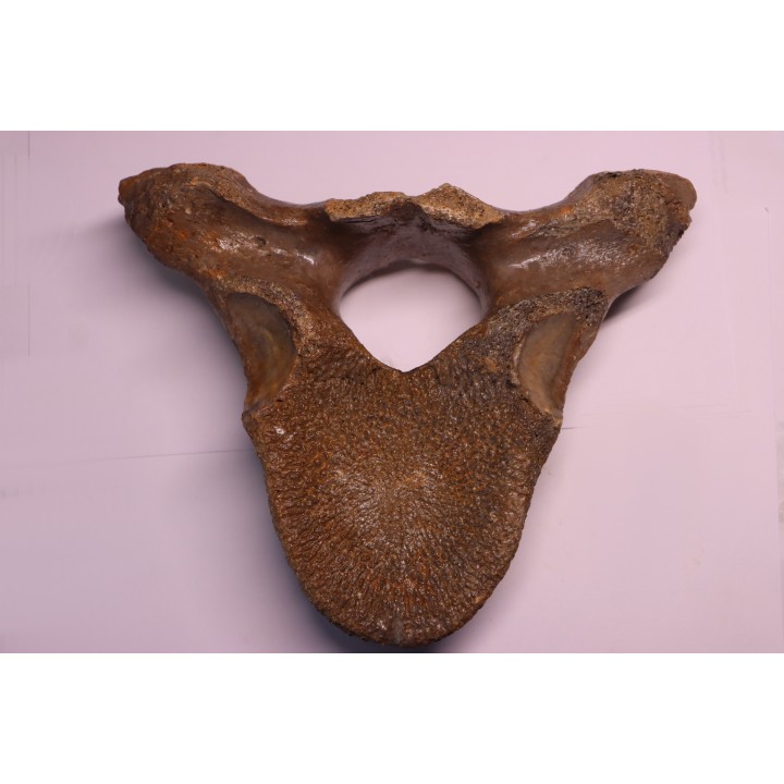VERTEBRE DE MAMMOUTH:  mammuthus primigenius - Pléistocène supérieur // Mer du Nord - Hollande