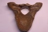 MAMMOTH VERTEBRA: mammuthus primigenius