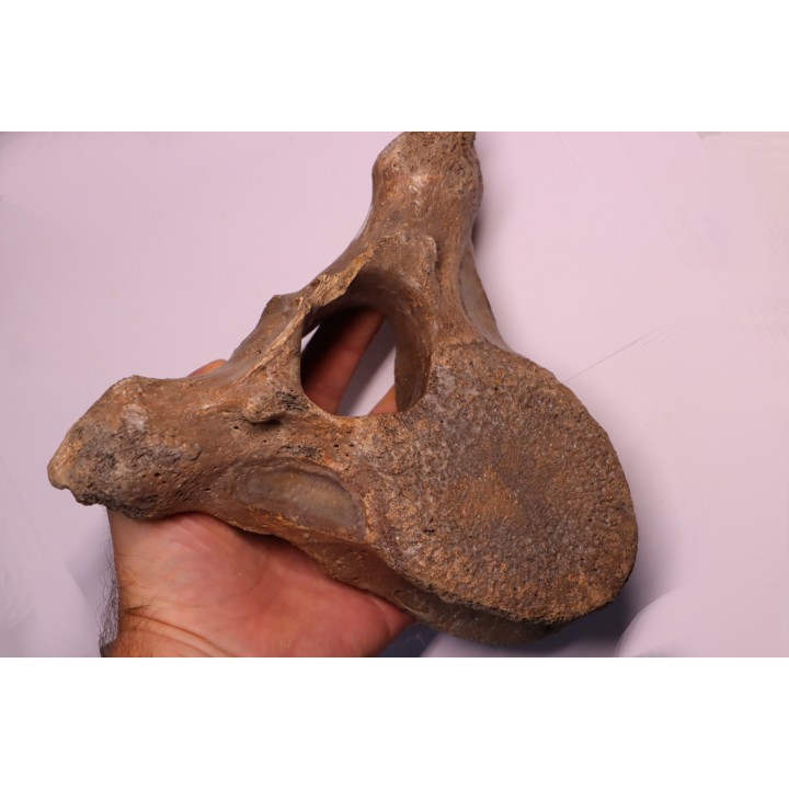 VERTEBRE DE MAMMOUTH:  mammuthus primigenius - Pléistocène supérieur // Mer du Nord - Hollande