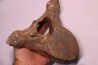 VERTEBRE DE MAMMOUTH:  mammuthus primigenius - Pléistocène supérieur // Mer du Nord - Hollande