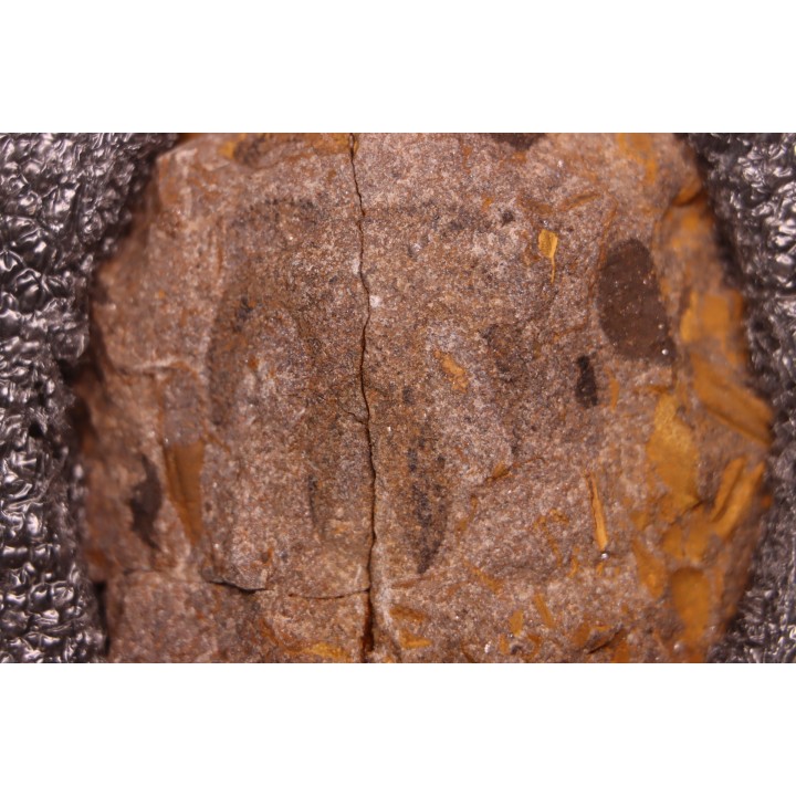 Furca bohemica - Ordovician - czech republic