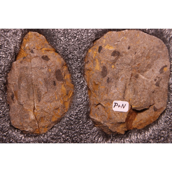 Furca bohemica - Ordovician - czech republic