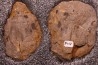 Furca bohemica - Ordovician - czech republic