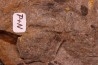 Furca bohemica - Ordovician - czech republic