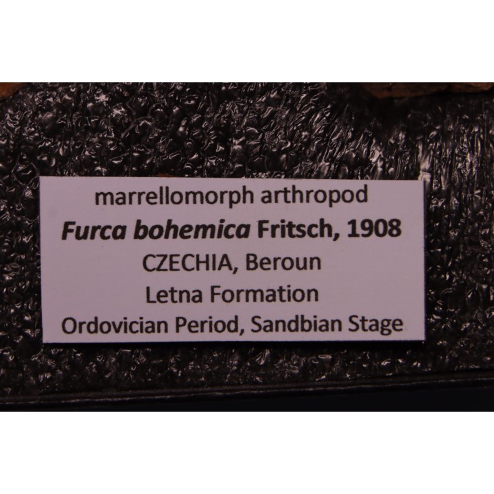 Furca bohemica - Ordovicien - republique Tcheque
