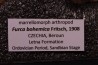 Furca bohemica - Ordovicien - republique Tcheque