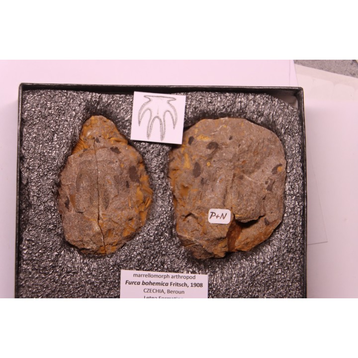 Furca bohemica - Ordovician - czech republic