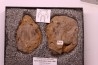 Furca bohemica - Ordovician - czech republic