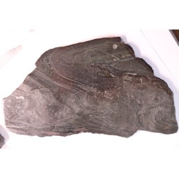 Stromatolithe "banded iron" - Archéen - Golden Meadows Fmt - South Pass, Wyoming, USA