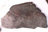 Stromatolithe "banded iron" - Archéen - Golden Meadows Fmt - South Pass, Wyoming, USA