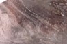 Stromatolithe "banded iron" - Archéen - Golden Meadows Fmt - South Pass, Wyoming, USA