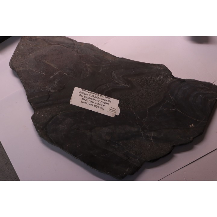 Stromatolithe "banded iron" - Archéen - Golden Meadows Fmt - South Pass, Wyoming, USA