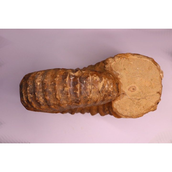 Newboldiceras asiaticum - Cenomanian - Atsimo- Andrefana, Madagascar