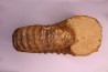 Newboldiceras asiaticum - Cenomanien - Atsimo- Andrefana, Madagascar