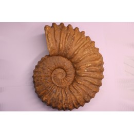 Newboldiceras asiaticum - Cenomanian - Atsimo- Andrefana, Madagascar