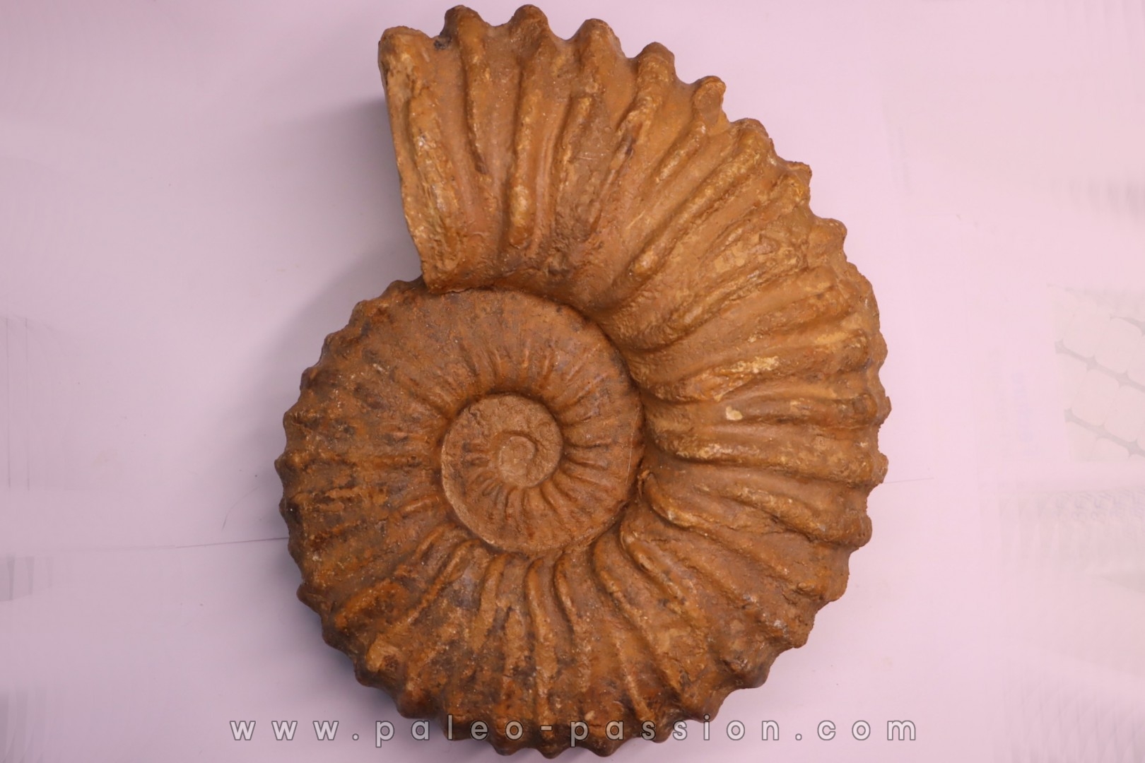Newboldiceras asiaticum - Cenomanien - Atsimo- Andrefana, Madagascar