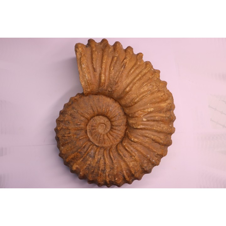 Newboldiceras asiaticum - Cenomanien - Atsimo- Andrefana, Madagascar