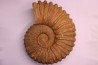 Newboldiceras asiaticum - Cenomanian - Atsimo- Andrefana, Madagascar