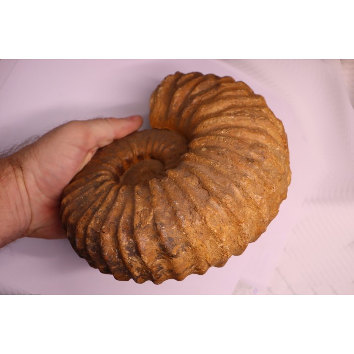 Newboldiceras asiaticum - Cenomanien - Atsimo- Andrefana, Madagascar