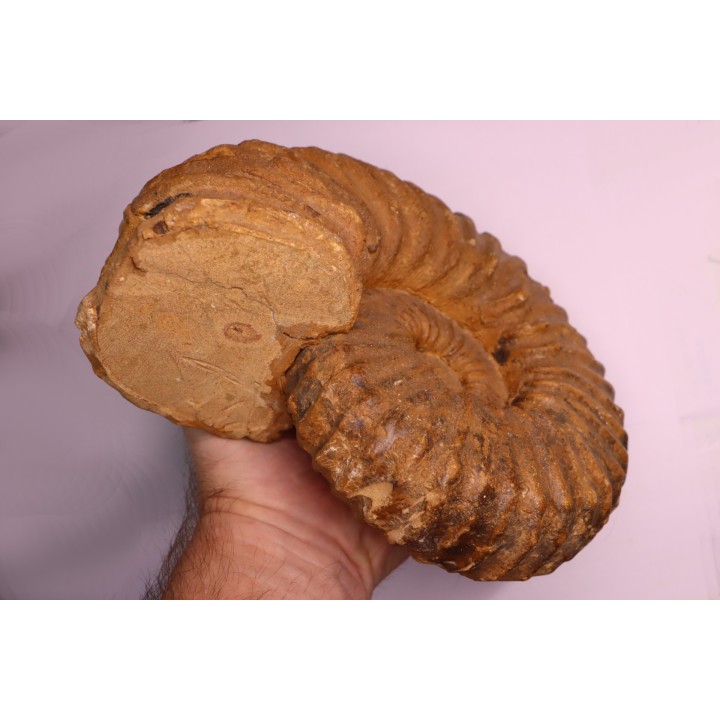 Newboldiceras asiaticum - Cenomanian - Atsimo- Andrefana, Madagascar