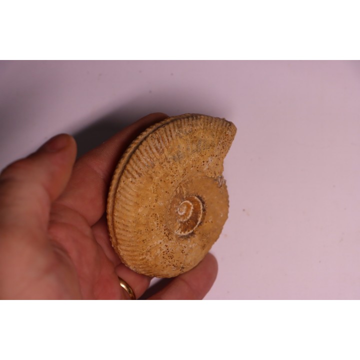 PARAGARANTIANA SULLYENSIS - bajocian  Bayeux -14 - FRANCE
